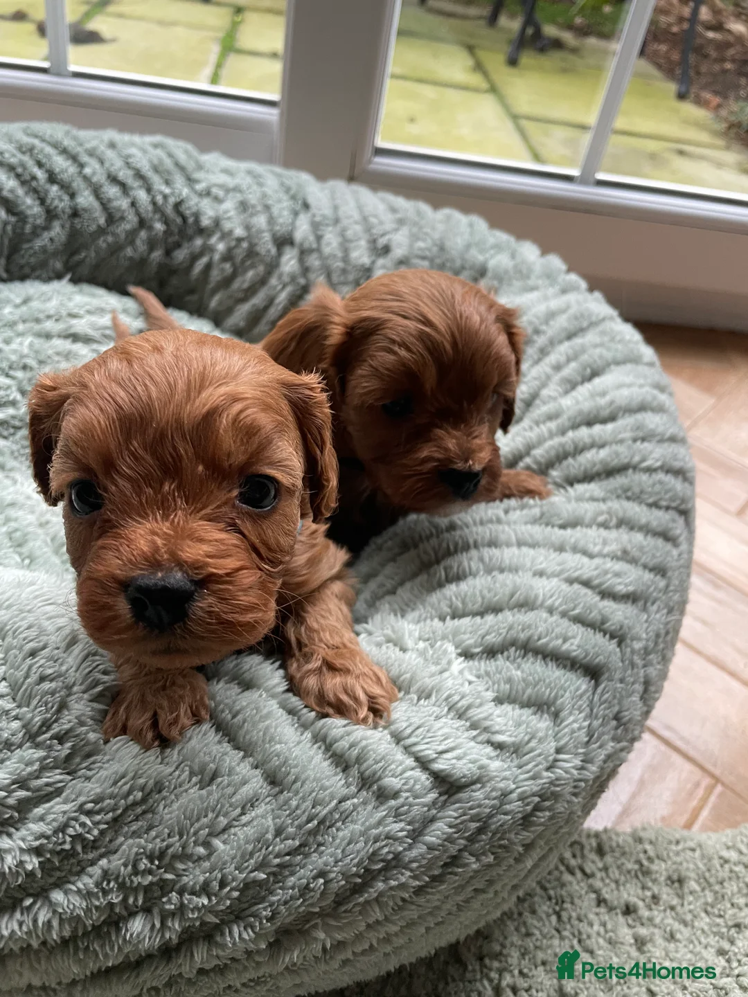 Cavapoo dogs for sale: F1 Toy Cavapoo puppies  - Advert 6