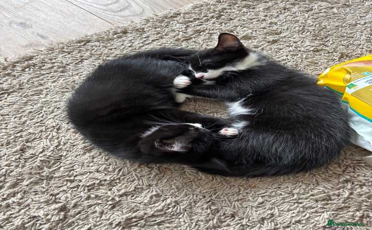 Domestic Shorthair cats - Advert 3