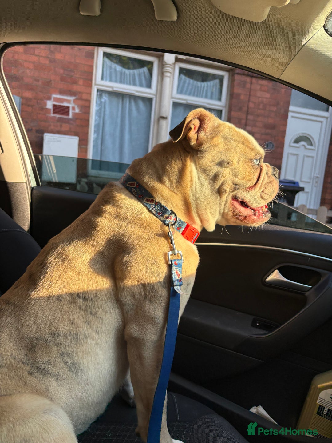 Old Tyme Bulldog dogs for sale: 🐶 Old Tyme English Bulldog  - Image 4