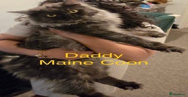 Maine Coon cats - Advert 7