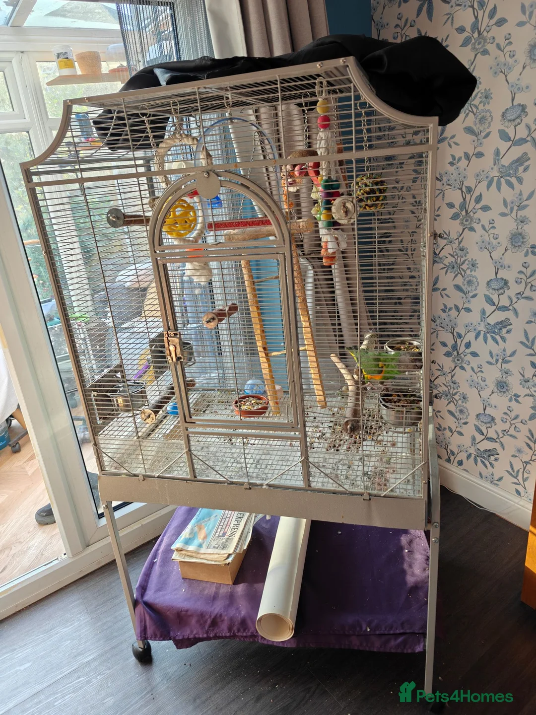Parrots birds for sale: Six year old Senegal parrot for sale  in Derby - Advert 2