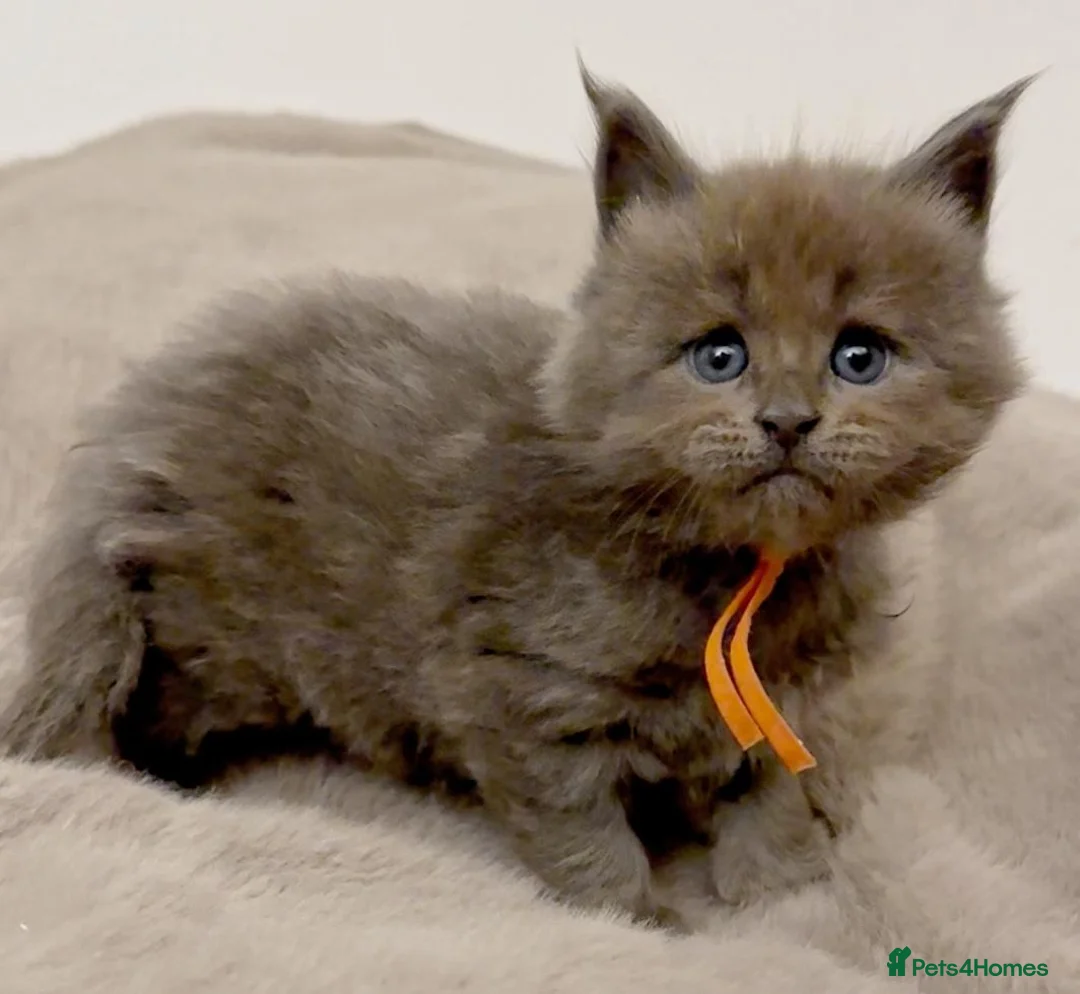 Maine Coon cats for sale: Pedigree GCCF registered Maine Coon kittens  - Advert 22