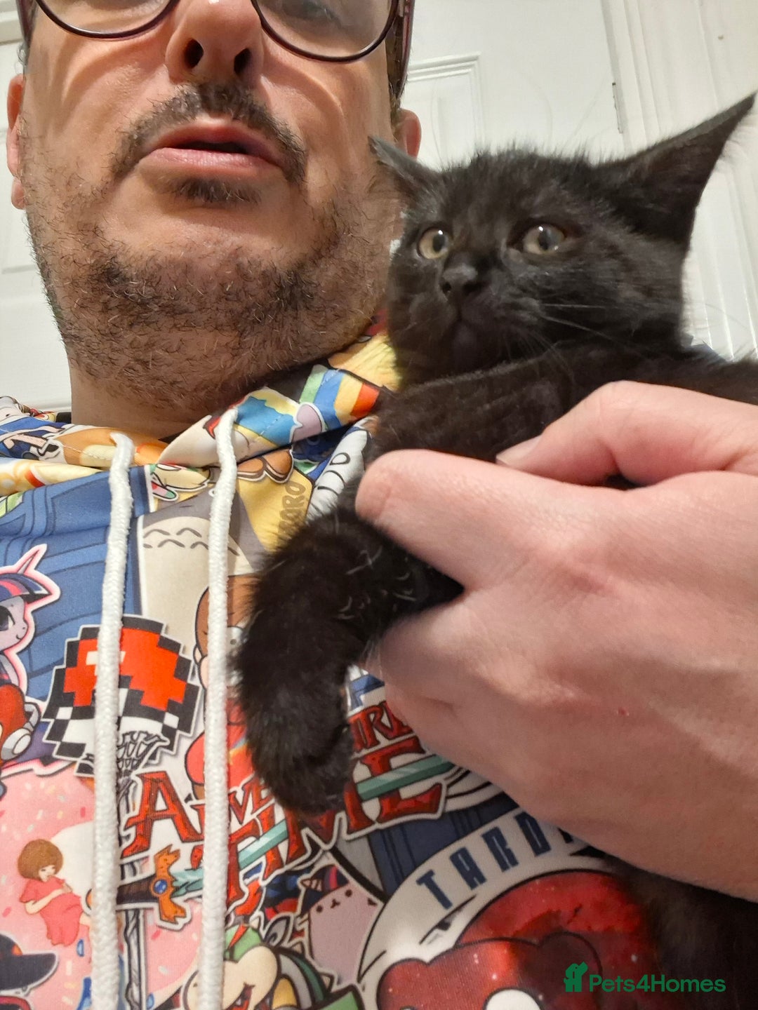 Maine Coon cats for sale: Beautiful, friendly playful Maine Coon cross kits - Advert 31