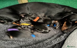 Miniature Dachshund dogs for sale: 5 miniature black & tan smooth haired dachshunds  - Image 2