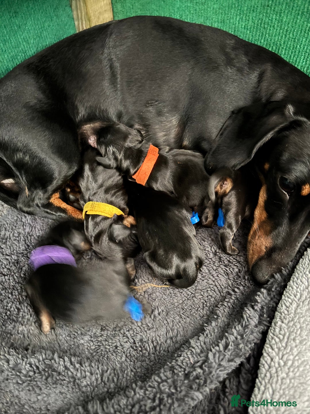 Miniature Dachshund dogs for sale: 5 miniature black & tan smooth haired dachshunds  - Image 2