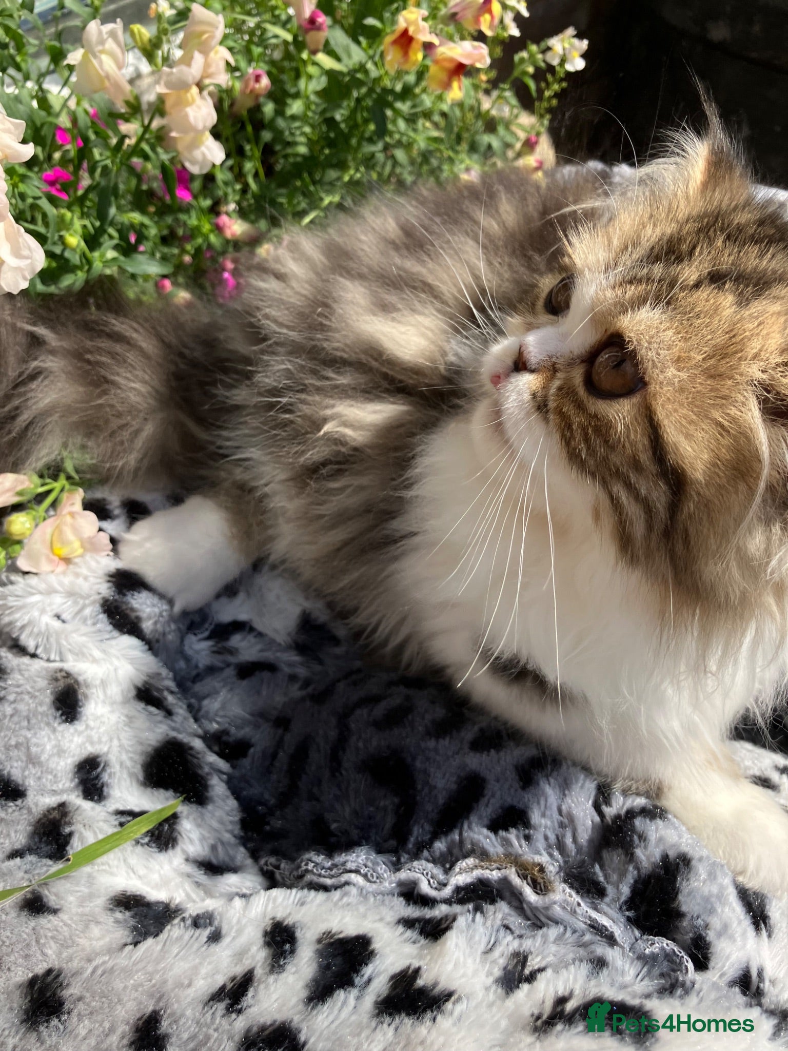 Persian cats for sale: Registered Pure Persian Kittens  - Advert 1