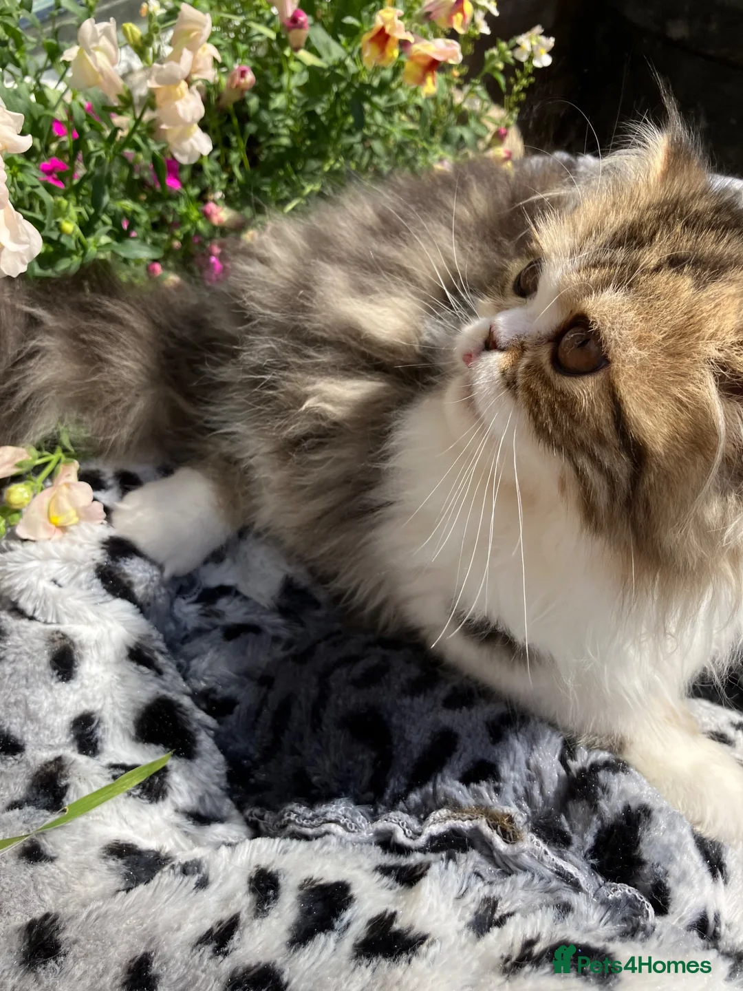 Persian cats for sale: Registered Pure Persian Kittens  - Advert 1