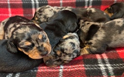 Dachshund dogs for sale: Pedigree Dachshund puppies PRA clear health tested - Image 4