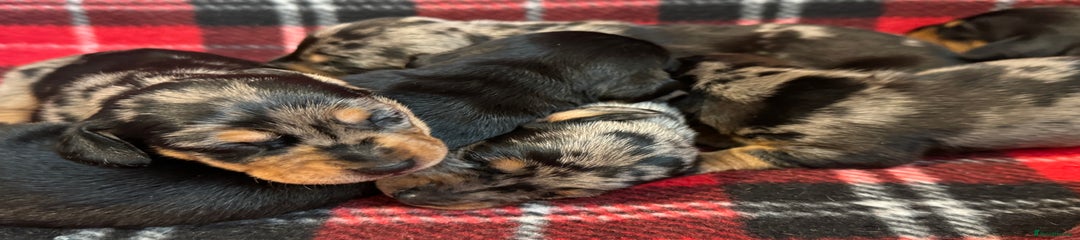 Dachshund Puppy 3