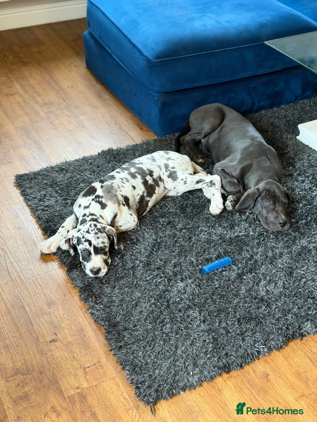 Great Dane dogs for sale: “””””REDUCED””””kc registered Great Danes  - Advert 3