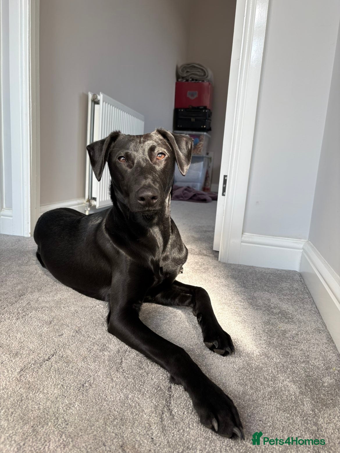 Mixed Breed dogs 8 month old Male Doberman mixed Retriever  - Advert 4