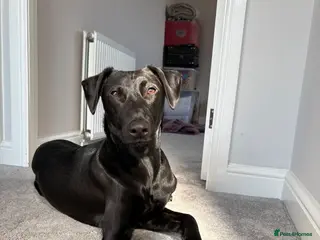 Mixed Breed dogs 8 month old Male Doberman mixed Retriever - Advert 4