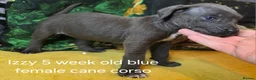 Cane Corso dogs for sale: Beautiful cane corso puppies - Advert 4