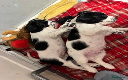 Cocker Spaniel dogs for sale: AMAZING COCKER SPANIEL PUPPIES READY NOW!  - Image 11