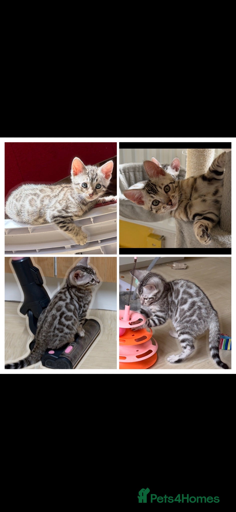 Bengal cats BENGAL 🔥 KITTENS TICA REGISTERED  - Advert 1