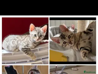 Bengal cats BENGAL 🔥 KITTENS TICA REGISTERED - Advert 3
