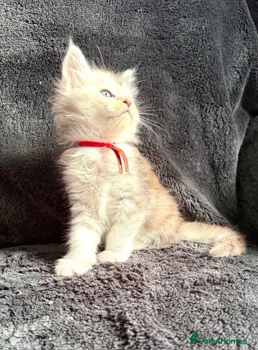 Maine Coon cats for sale: 🐾 TICA-Registered Maine Coon Kittens🐾 - Advert 14