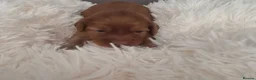 Cockapoo dogs for sale: beautiful cockapoo's in Mountain Ash - Advert 6
