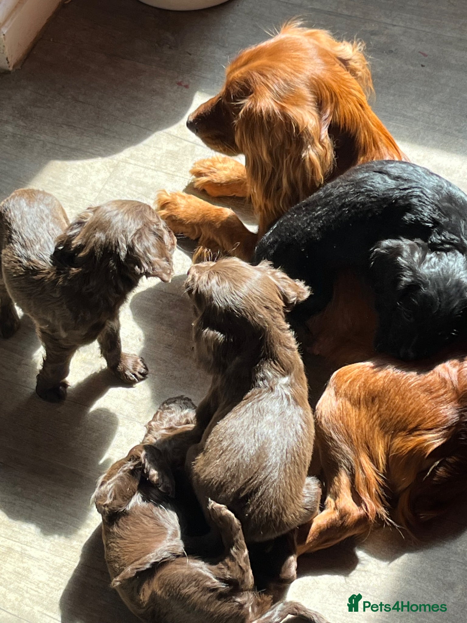 Mixed Breed dogs Spaniel puppies  - Advert 3