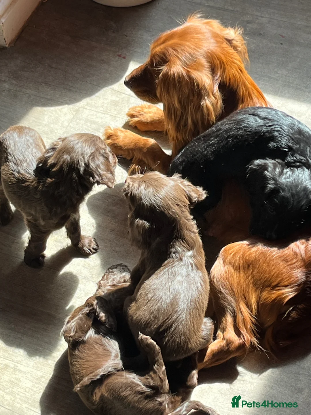Mixed Breed dogs for sale: Spaniel puppies  - Advert 1
