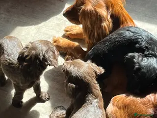 Mixed Breed dogs Spaniel puppies - Advert 3