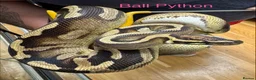 Snake reptiles for sale: Mixed Snakes - Advert 40