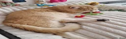 British Longhair cats for stud: Golden GCCF BSH stud with Longhair gene NY12  - Advert 4