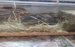 Guinea Pig rodents for sale: Male guinea pig and cage  - Image 3