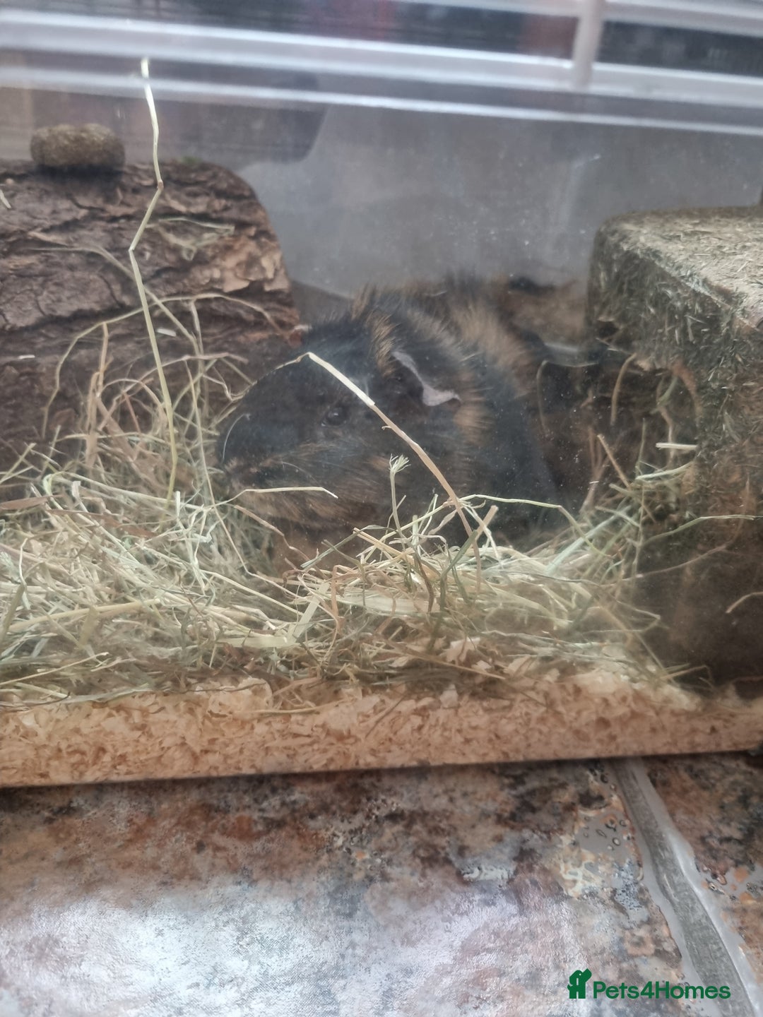 Guinea Pig rodents for sale: Male guinea pig and cage  - Image 3