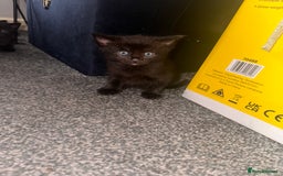 Domestic Shorthair cats for sale: Beautiful Domestic Shorthair Kittens - Image 1