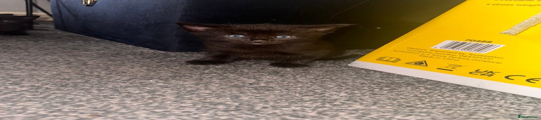 Black Domestic Shorthair Kitten 2