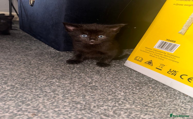 Domestic Shorthair cats - Advert 2