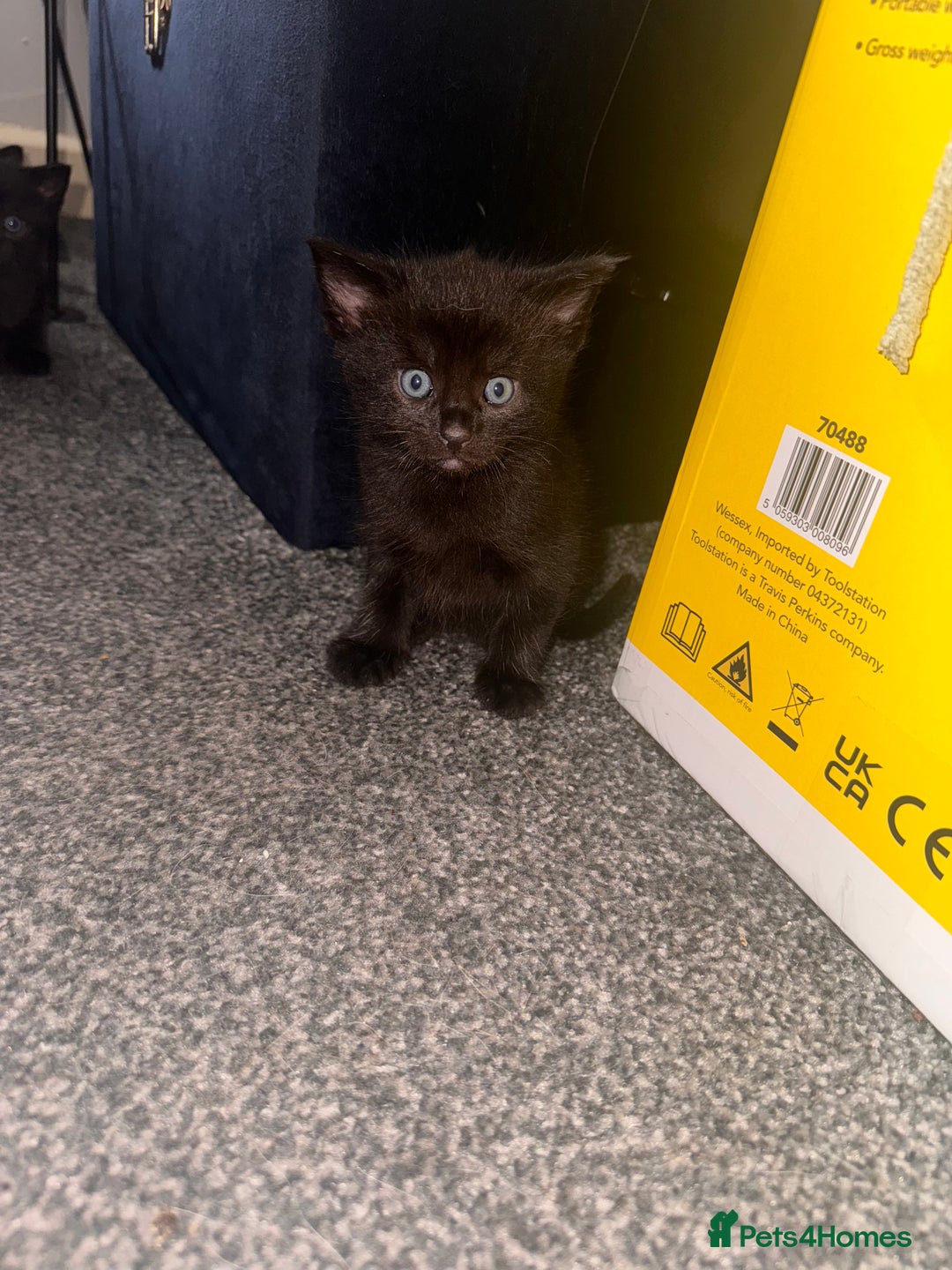 Domestic Shorthair cats for sale: Beautiful Domestic Shorthair Kittens - Image 1