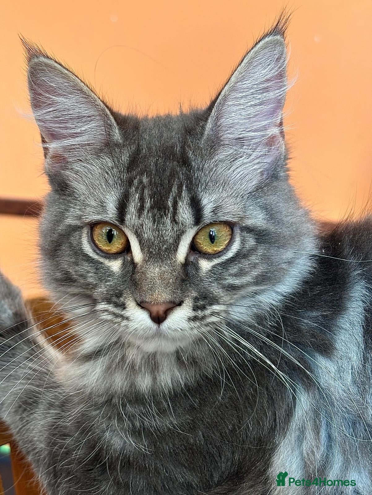 Maine Coon cats Beautiful GCCF Registered Maine Coon Kittens - Advert 2