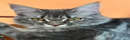 Maine Coon cats for sale: Beautiful GCCF Registered Maine Coon Kittens - Advert 2
