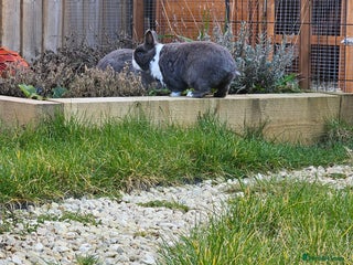 Netherland Dwarf rabbits - Advert 3