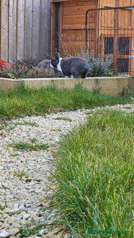 Netherland Dwarf rabbits - Advert 5