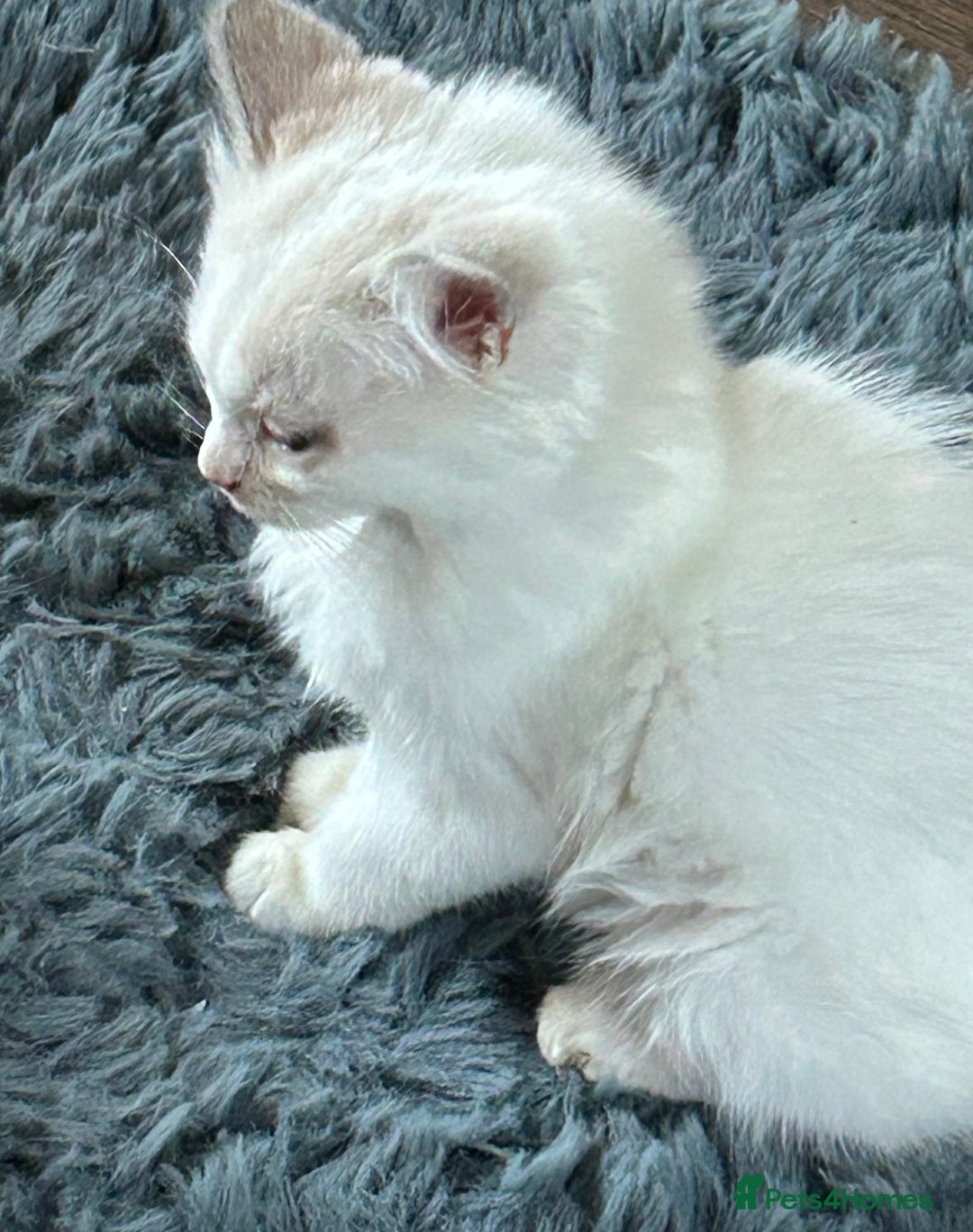 Ragdoll cats for sale: 2 MALE RAGDOLL KITTENS FOR SALE - Image 4