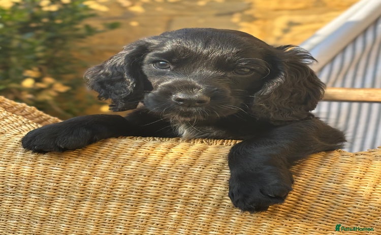 Cocker Spaniel dogs - Advert 9