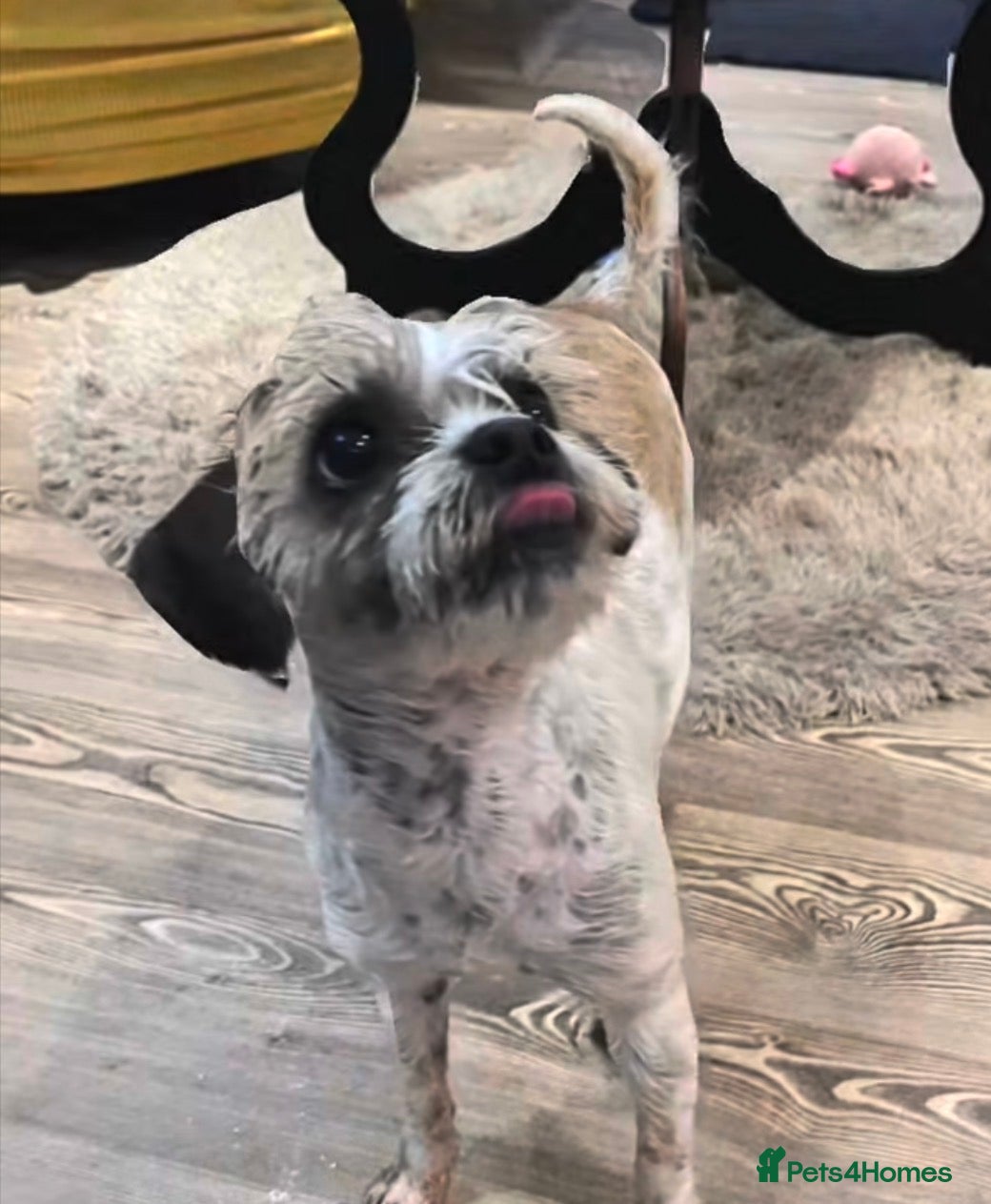 Cavapoo dogs Adult Cavapoo girl  - Advert 1