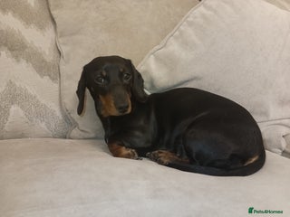 Dachshund dogs female sausage dog - Advert 15