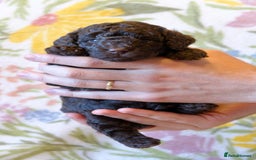 Miniature Poodle dogs for sale: Health tested, Brown, Mini x Toy Poodle puppies - Advert 1