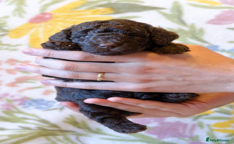 Miniature Poodle dogs Health tested, Brown, Mini x Toy Poodle puppies - Advert 1