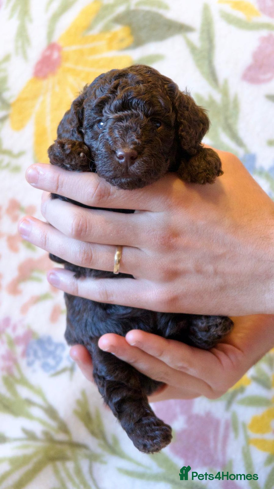 Miniature Poodle dogs for sale: Health tested, Brown, Mini x Toy Poodle puppies - Advert 1