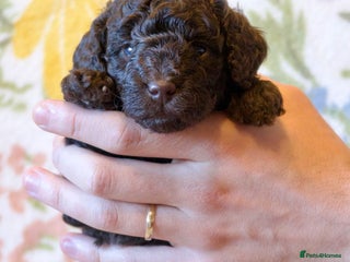 Miniature Poodle dogs for sale: Health tested, Brown, Mini x Toy Poodle puppies - Advert 1