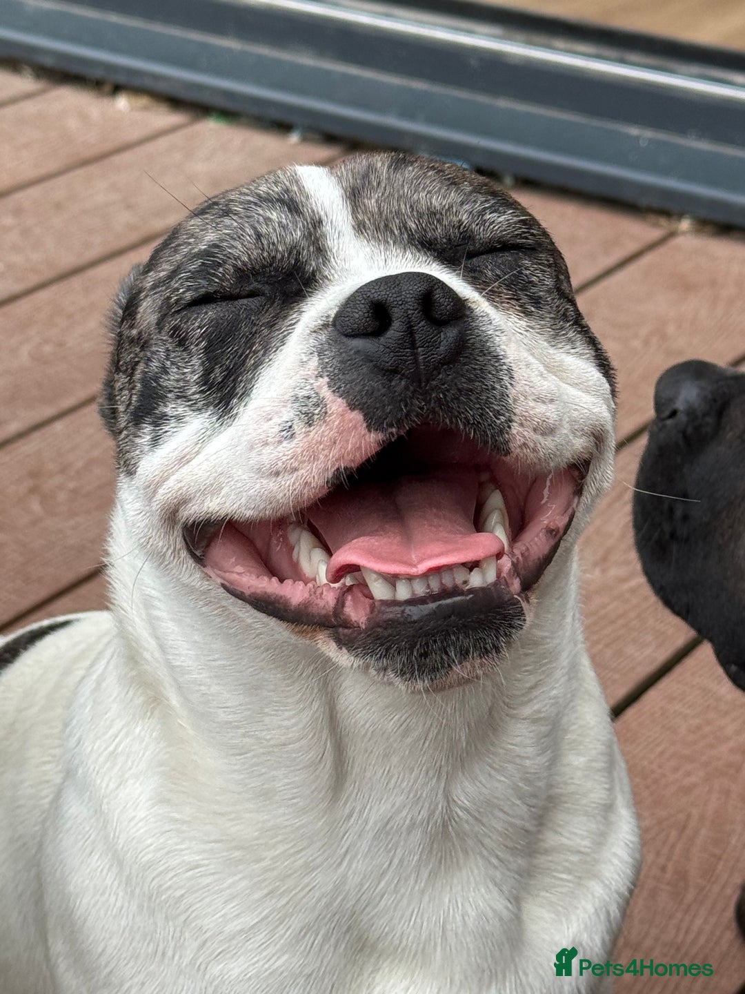 Mixed Breed dogs for sale: 15 month old male Frenchie/pug available  - Advert 9