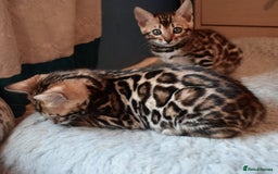 Bengal cats for sale: Beautiful Bengal kittens - Image 4
