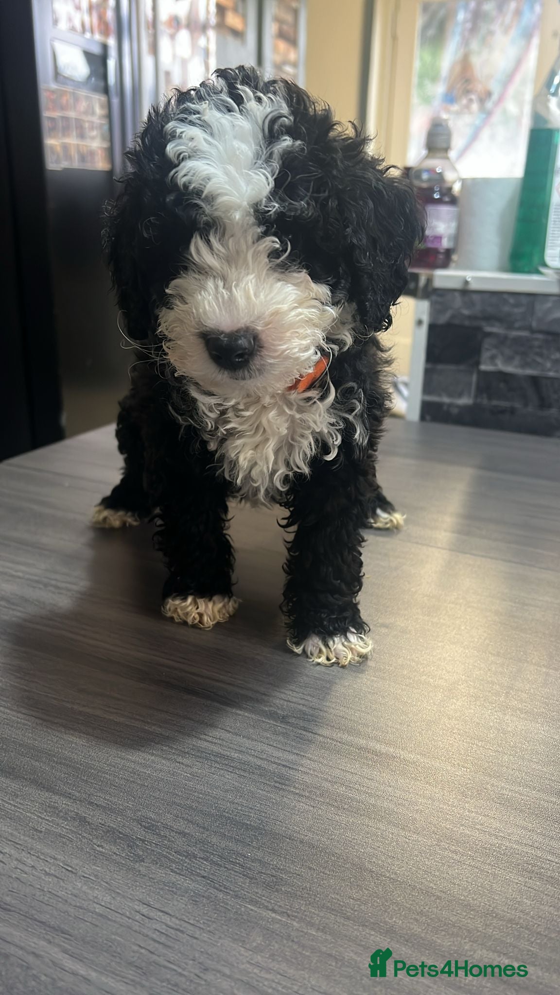 Toy Poodle dogs Beautiful Toy Poodle Pups  - Advert 2