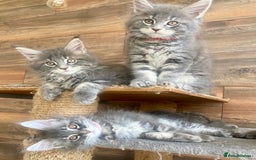 Maine Coon cats for sale: Pure Maine Coon Kittens READY TO LEAVE now! - Image 6