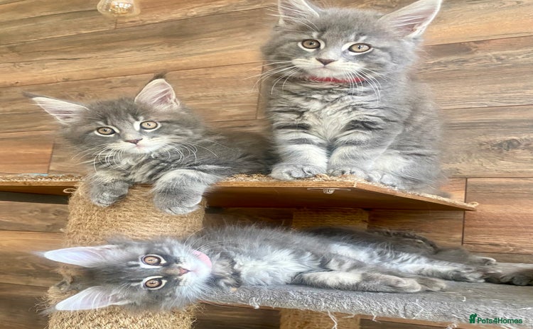 Maine Coon cats - Advert 3